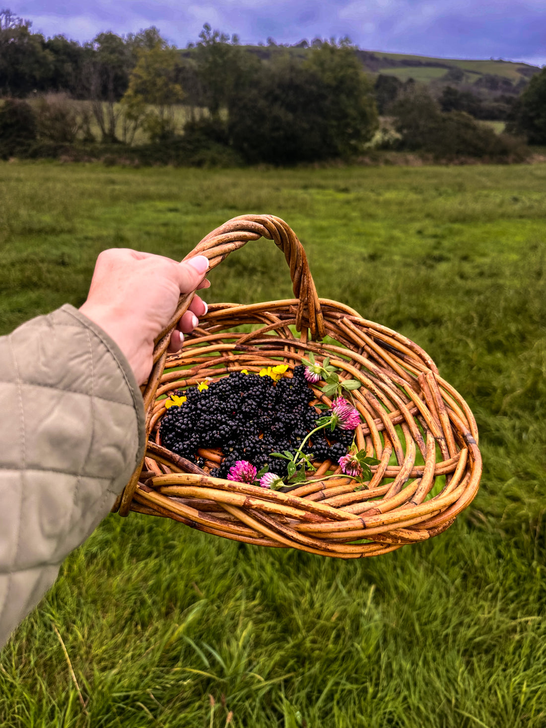 **The Joy of Walking in Pembrokeshire and the Magic of Blackberry Picking in Autumn**