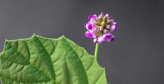 Why We Choose Bakuchiol Over Retinol: The MGM Beauty Remedies Approach